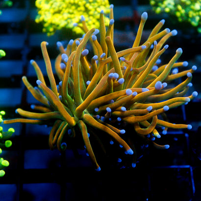 JC Holy Cannoli