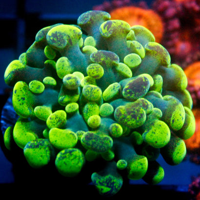 JC Ultra Splatter Hammer