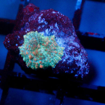 JC Typhlosion Express Mushroom