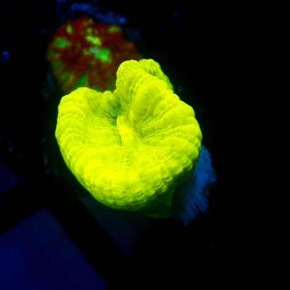 JC Trumpet Coral