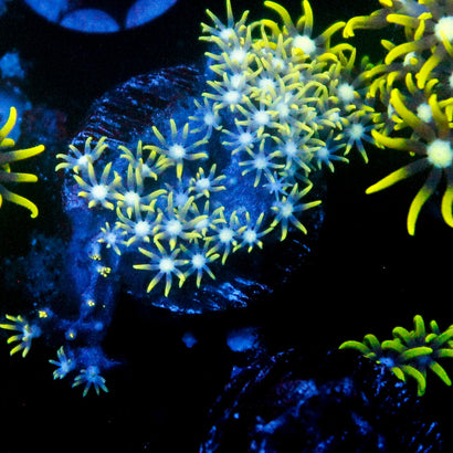 JC Star Polyp