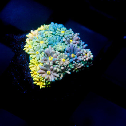 JC Caribbean Rainbow Goni