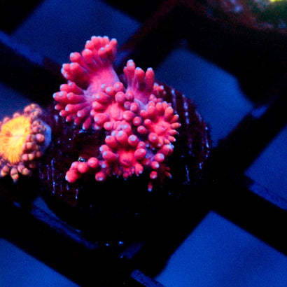 JC Red Dragon Goni