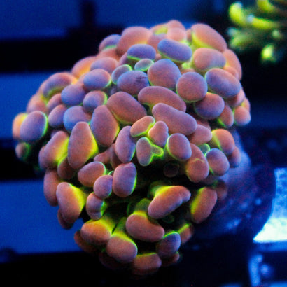 SBB Ultra Hologram Hammer