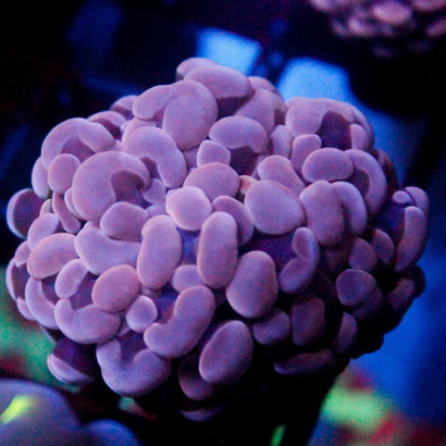 JC Purple Hammer