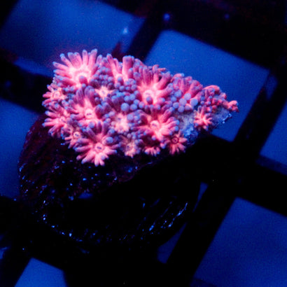 JC Watermelon Pink Goni