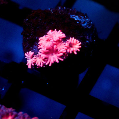 JC Pink Kraze Goni