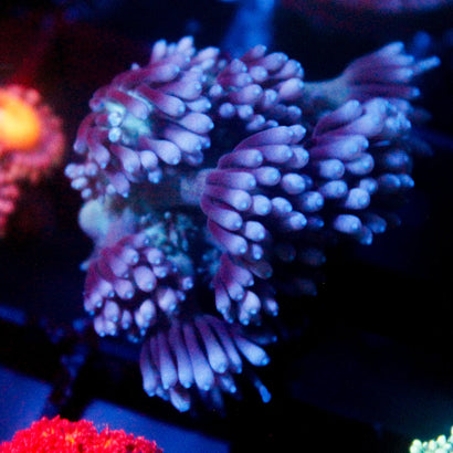 JC Blue Bubbles Goni