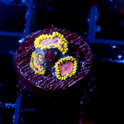 Pink Diamond Zoanthid