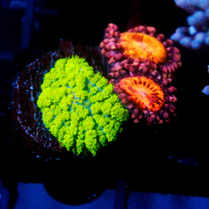 JC Neon Green Rhodactis