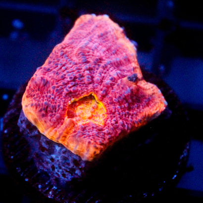 JC Rainbow Grape Inferno Chalice