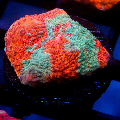 JC Two Faced Chalice