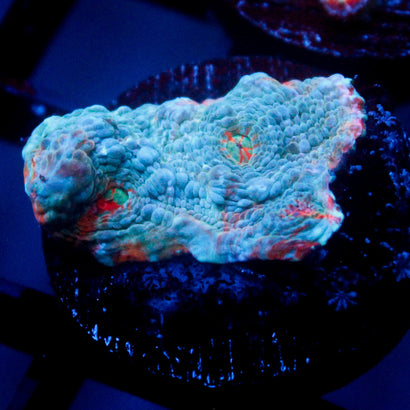JC Jamiacan Sea Chalice