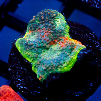 JC Rainbow Dream Chalice