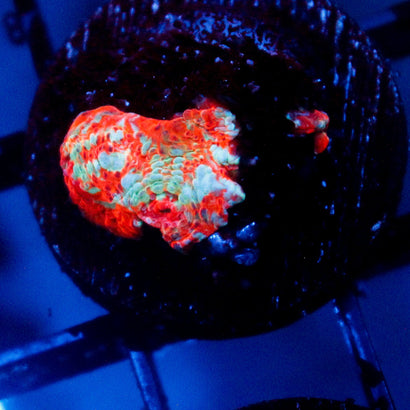 JC Caribbean Fire Chalice