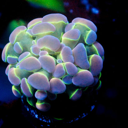 JC Ultra Hologram Hammer