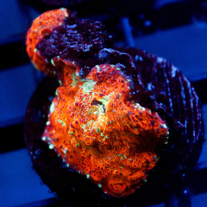 JC Bronze Medallion Chalice