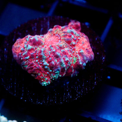 JC Valentine's Blunder Chalice