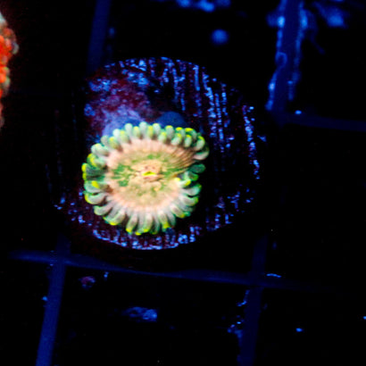 Lepchreaun Farts Zoanthid