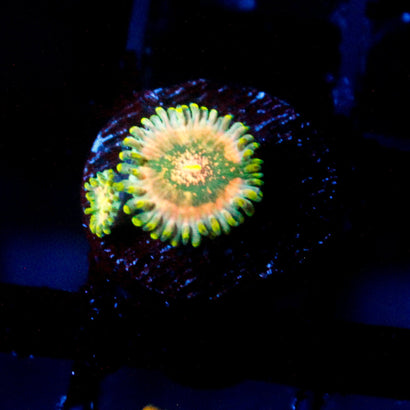 Lepchreaun Burps Zoanthid