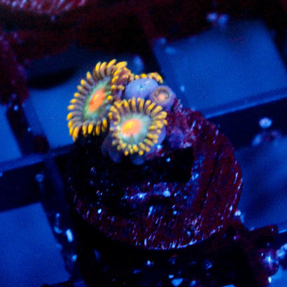 JC Jupiter Zoanthid