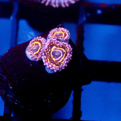 Stratosphere Zoanthid