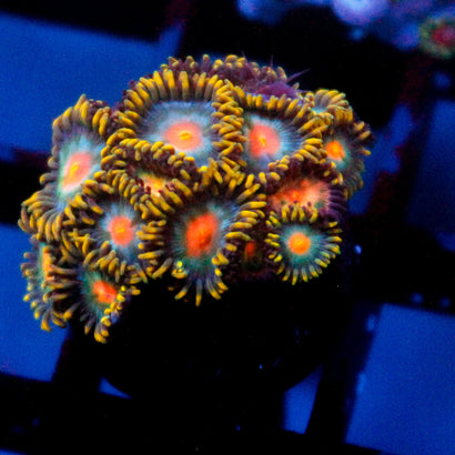 JC Saturn Zoanthid Colony
