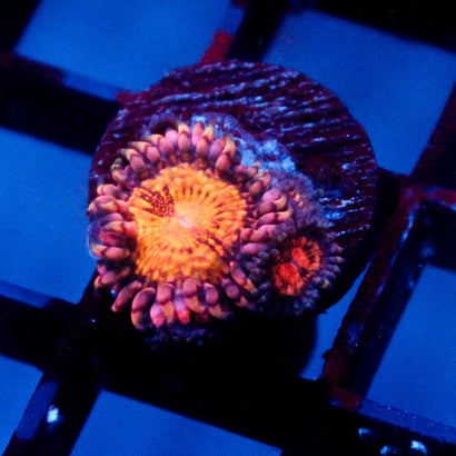 JC Speckled Kraze Zoanthid