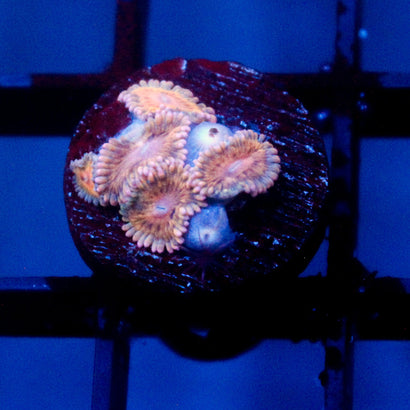 JC Blue Seam Zoanthid