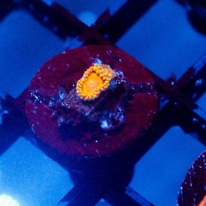 JC Sunny D Zoanthid