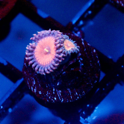 JC Amber Bliss Zoanthid
