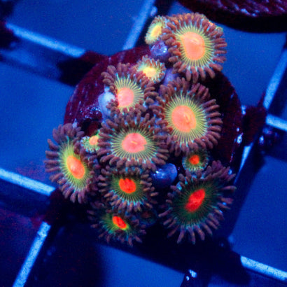 JC Alien Blood Zoanthid mini colony