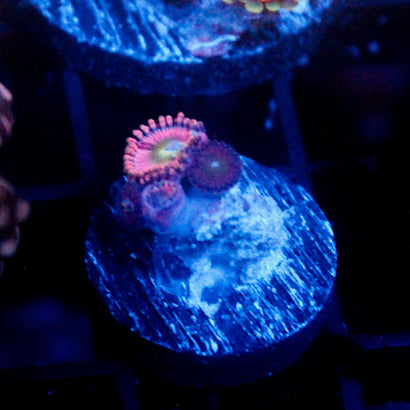JC Pucker Pink Zoanthid