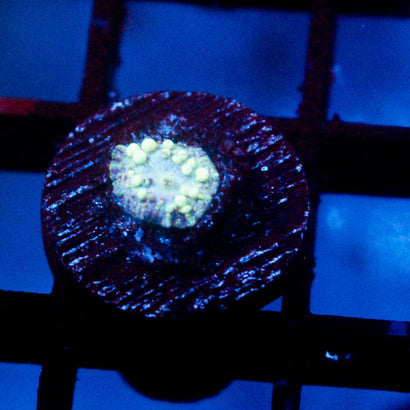 Neptune's Bounce Mushroom Baby