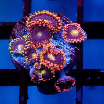JC Antimatter Zoanthid Colony