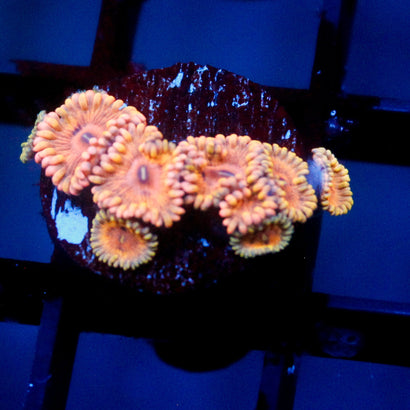 JC Golden Days Zoanthid