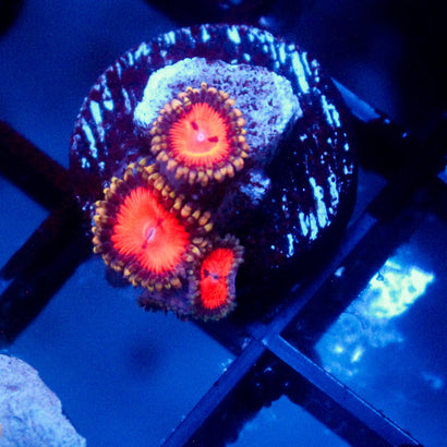 Blood sucker Zoanthid