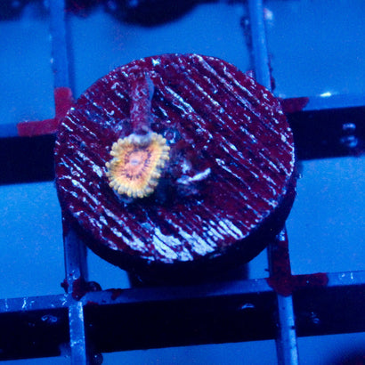 JC Rando Zoanthids