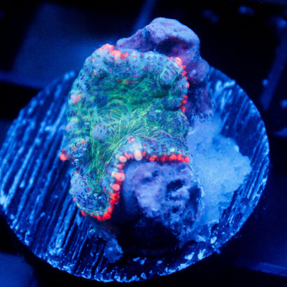 JC Watermelon Explosion Mushroom