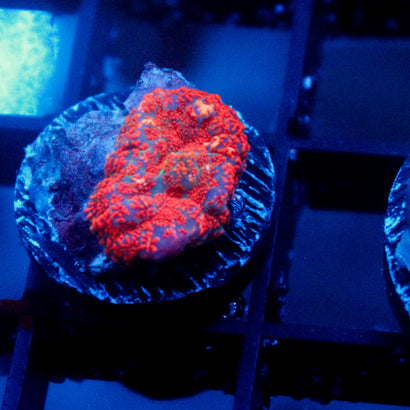 JC Red Rise Rhodactis Mushroom