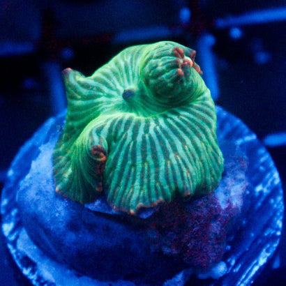 JC Watermelon Ring Mushroom