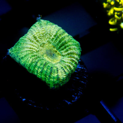 JC Neon Green Favia
