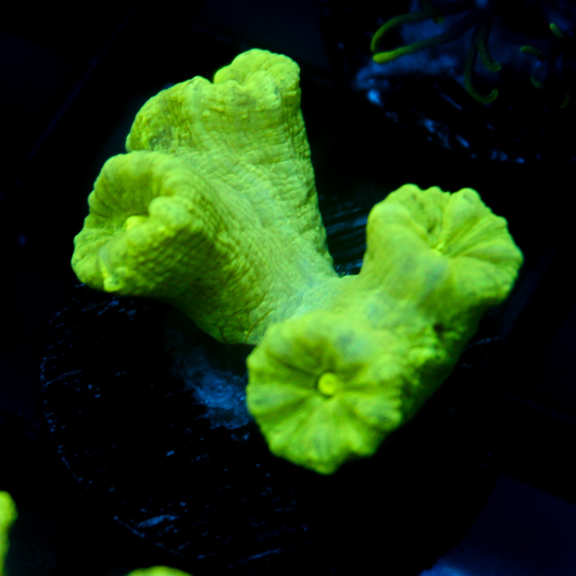 JC Neon Trumpet Coral