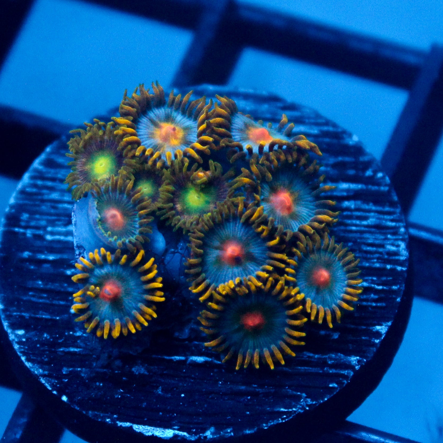 JC Blue Beast Zoanthid