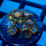 JC Blue Beast Zoanthid
