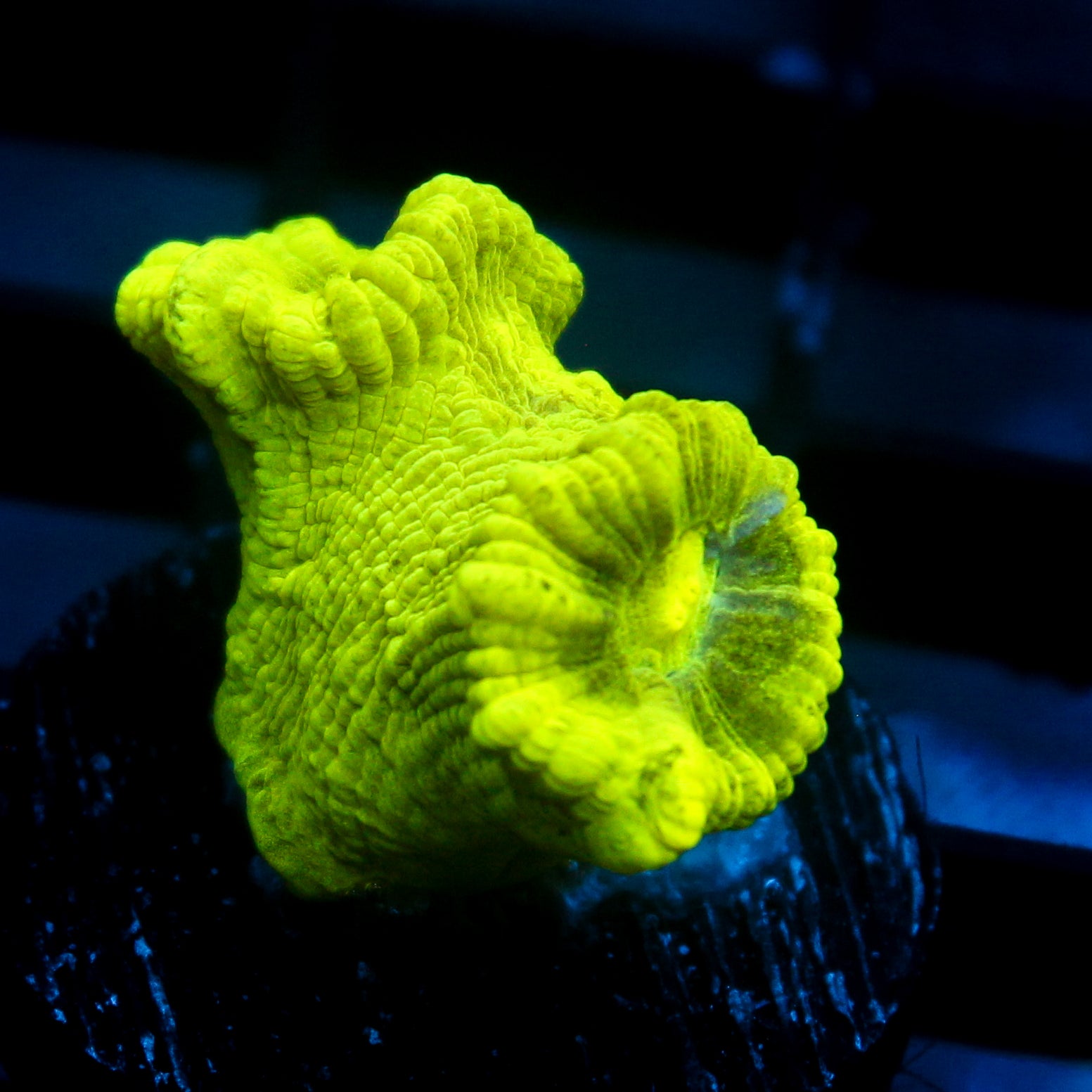 JC Neon Green Trumpet Coral