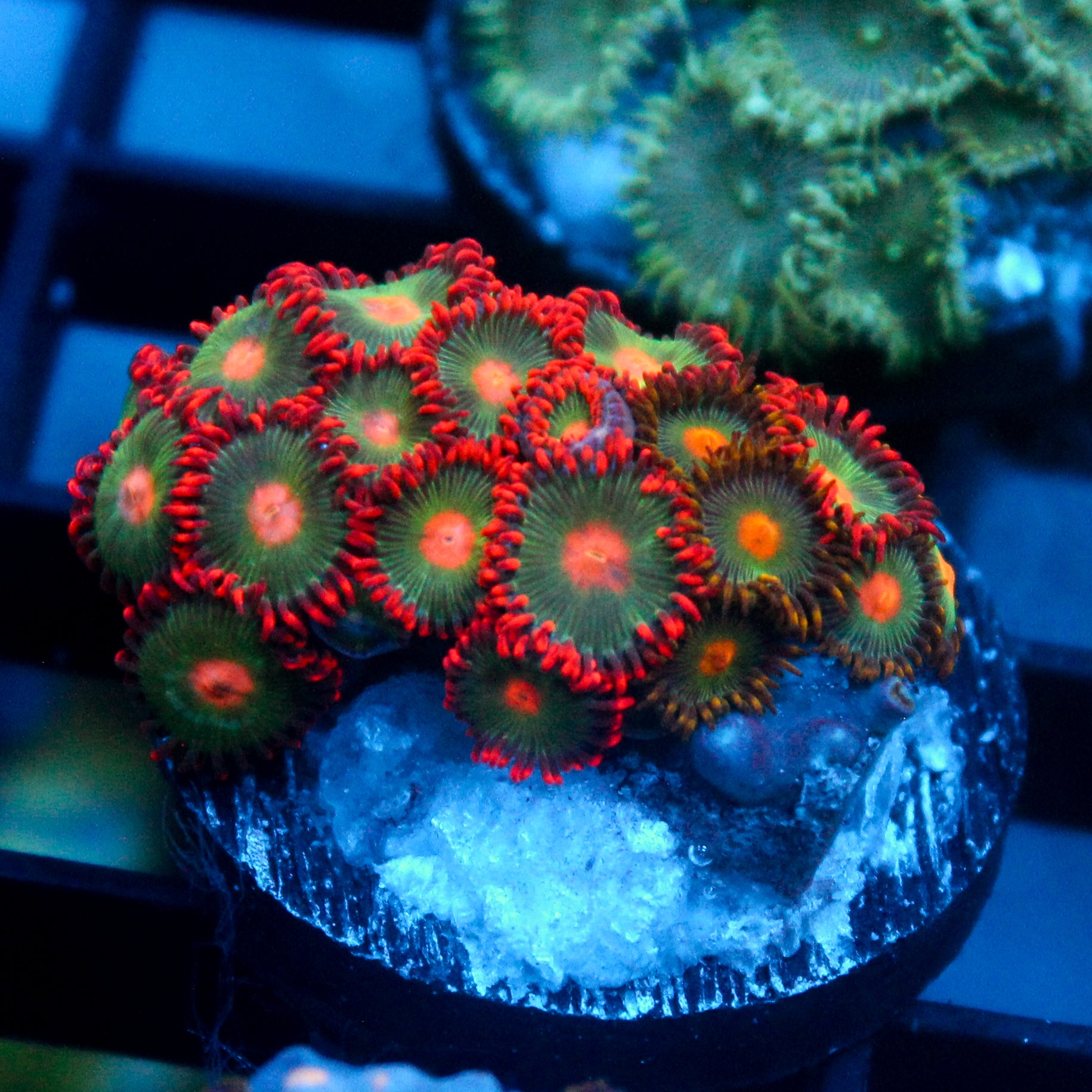 JC Gatorade Zoanthids