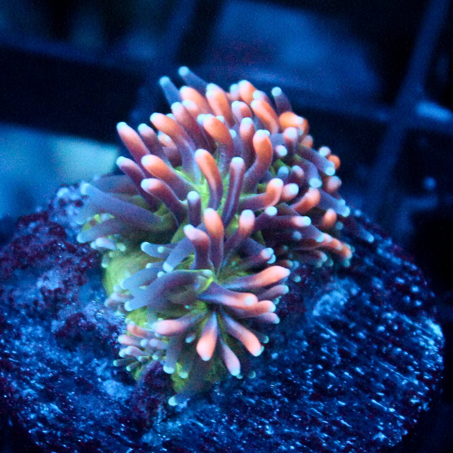 JC Sour Sucker Galaxea