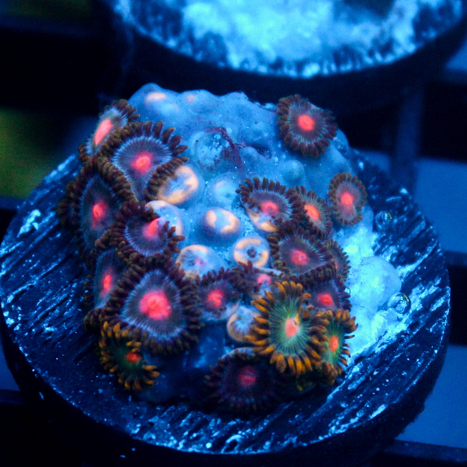 JC Alien Blood Zoanthid Mix