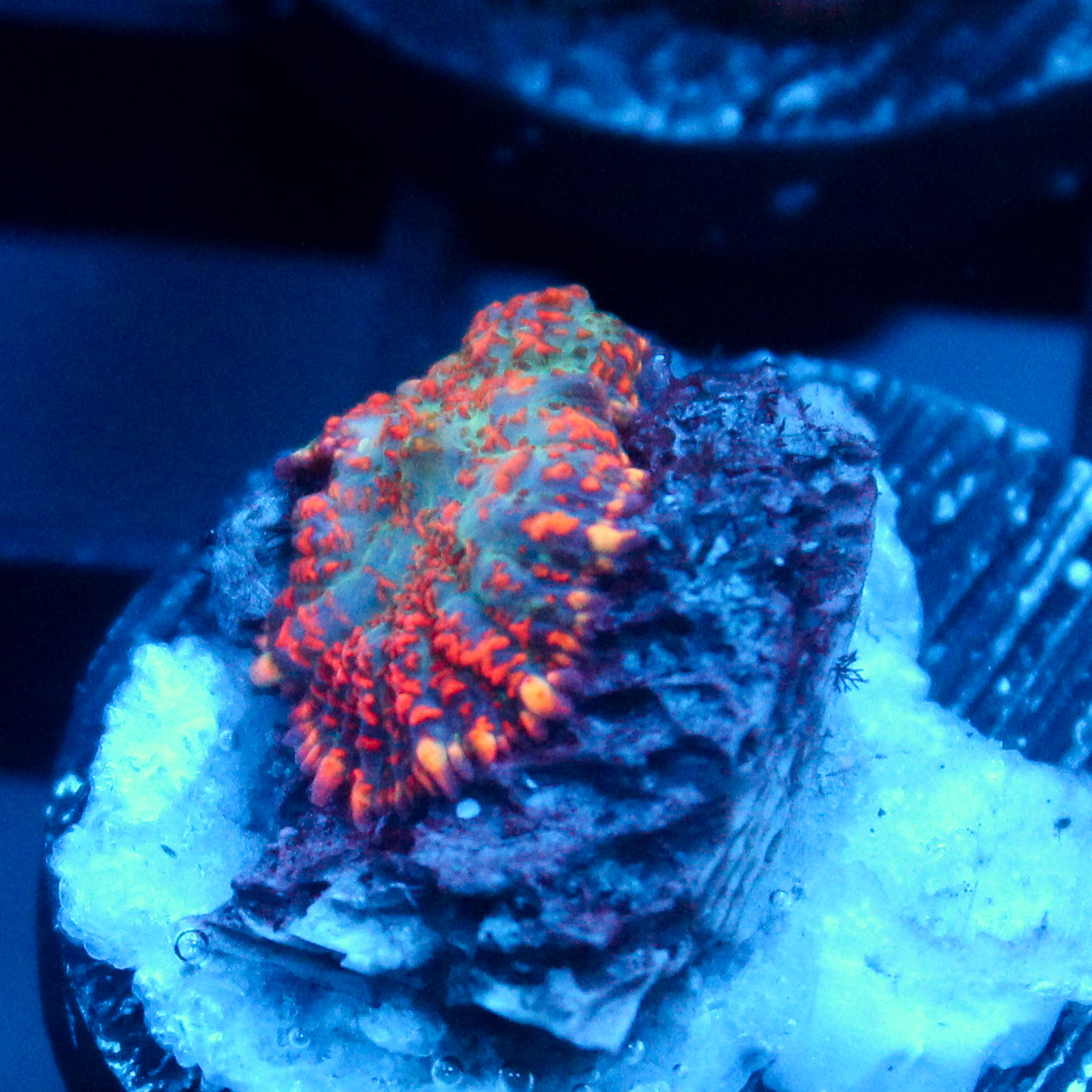 JC Orange Crush Rhodactis